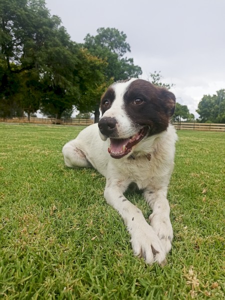 Trained sheepdog 6 years old 