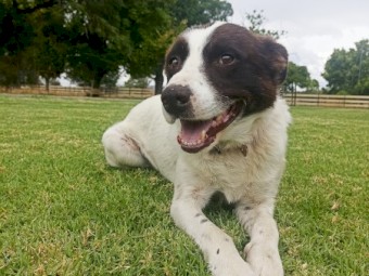 Trained sheepdog 6 years old 