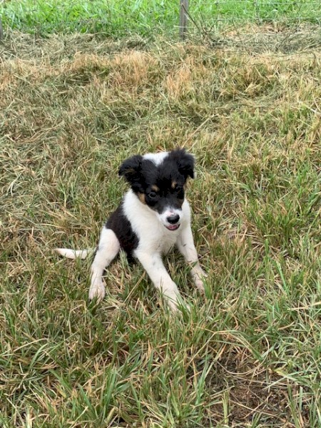 Border Collie pups  11 weeks old.