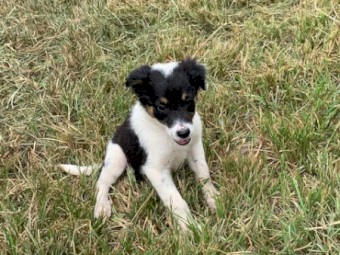 Border Collie pups  11 weeks old.