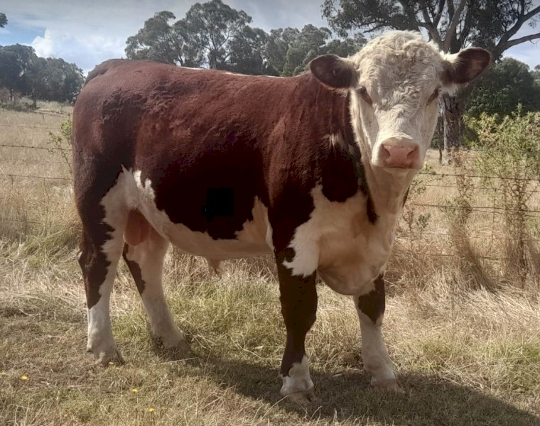 18 month old stud registered Poll Hereford Bull
