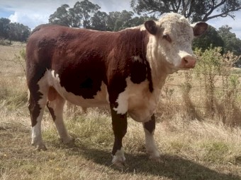 18 month old stud registered Poll Hereford Bull