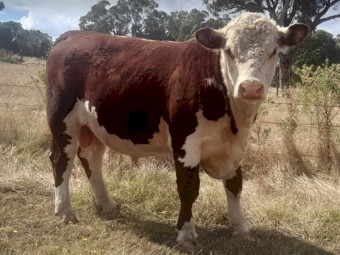 18 month old stud registered Poll Hereford Bull