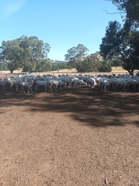 2020 Drop Merino Wethers,Shorn