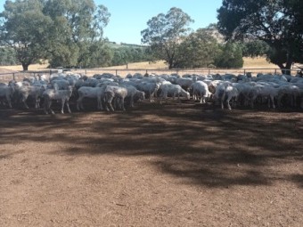 2020 Drop Merino Wethers,Shorn