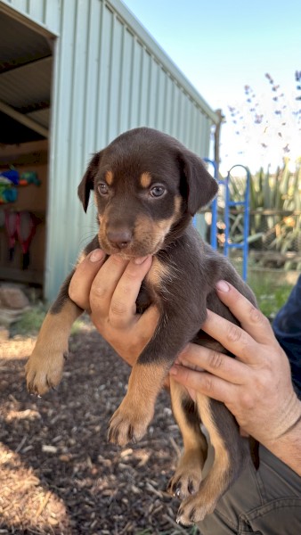 Purebred Kelpie Pups - Working Parent