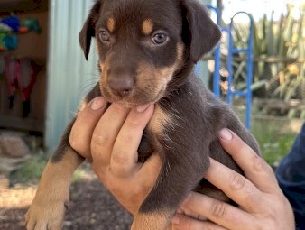 Purebred Kelpie Pups - Working Parent