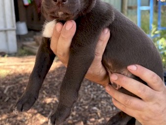 Purebred Kelpie Pups - Working Parent