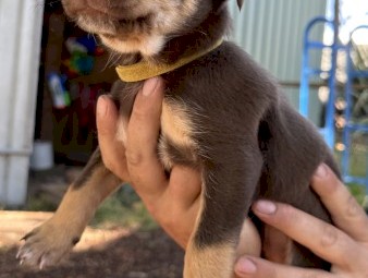 Purebred Kelpie Pups - Working Parent