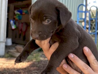 Purebred Kelpie Pups - Working Parent