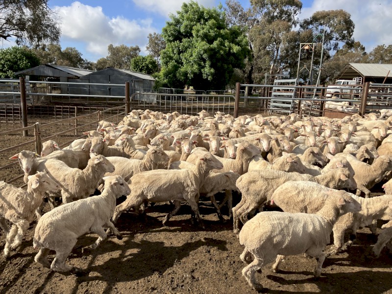 WANTED Sheep Agistment