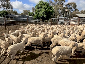 WANTED Sheep Agistment