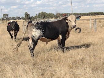 Speckle Park X Bulls