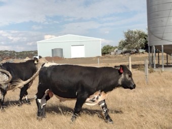 Speckle Park X Bulls