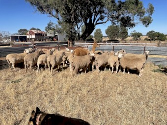 105 x Mixed Ewes and Lambs