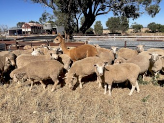 105 x Mixed Ewes and Lambs