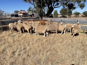 105 x Mixed Ewes and Lambs
