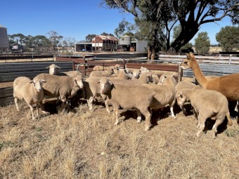 105 x Mixed Ewes and Lambs