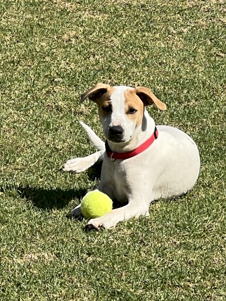 Pure Bred Smooth Coat Jack Russell