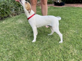 Pure Bred Smooth Coat Jack Russell