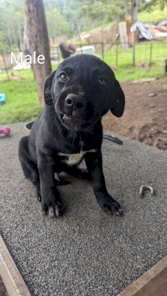 Kelpie X Blue Heeler