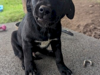 Kelpie X Blue Heeler