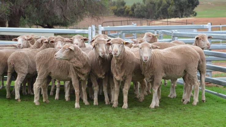 WANTED Merino NSM Ewes