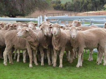 WANTED Merino NSM Ewes