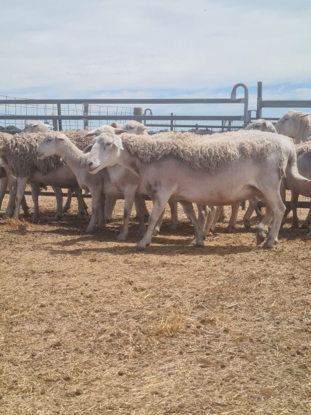 13 White dorper ewes