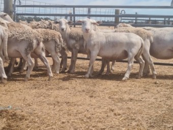 13 White dorper ewes