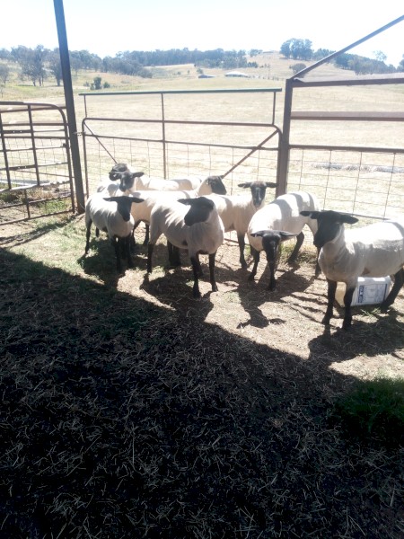 Suffolk Ewe Lambs x 8