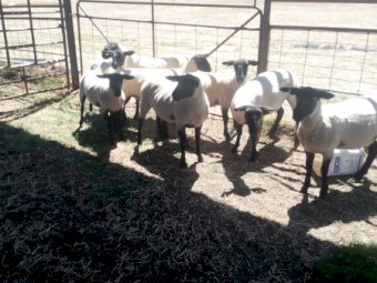 Suffolk Ewe Lambs x 8