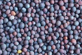 200mt Cleaned Vetch Ex Farm Gate