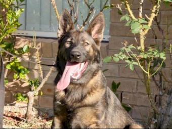 DOGSNSW REGISTERED WORKING LINE GERMAN SHEPERD PUPPIES 