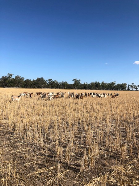Rangeland/Rangeland Boer cross Nannies for sale