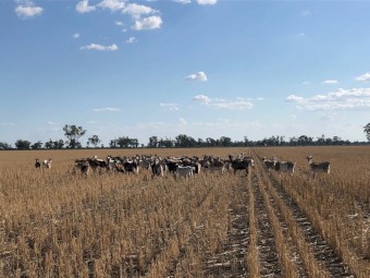 Rangeland/Rangeland Boer cross Nannies for sale