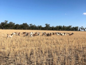 Rangeland/Rangeland Boer cross Nannies for sale
