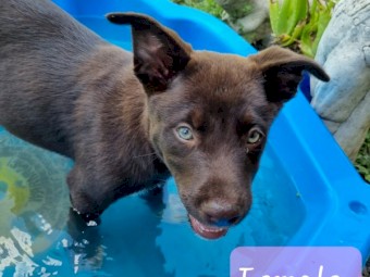 Kelpie X Blue Heeler