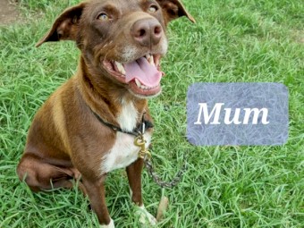 Kelpie X Blue Heeler