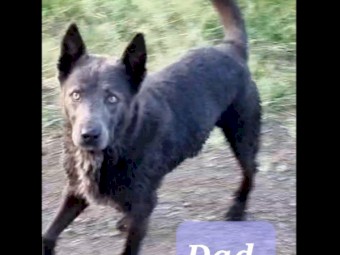 Kelpie X Blue Heeler