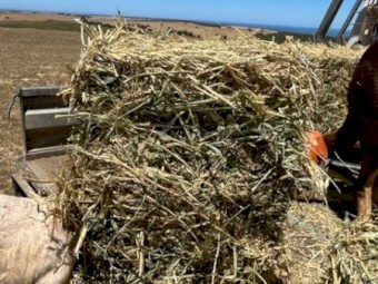 Lucerne / Oaten Hay in Small Squares