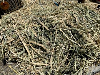 Lucerne / Oaten Hay in Small Squares