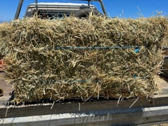 Lucerne / Oaten Hay in Small Squares