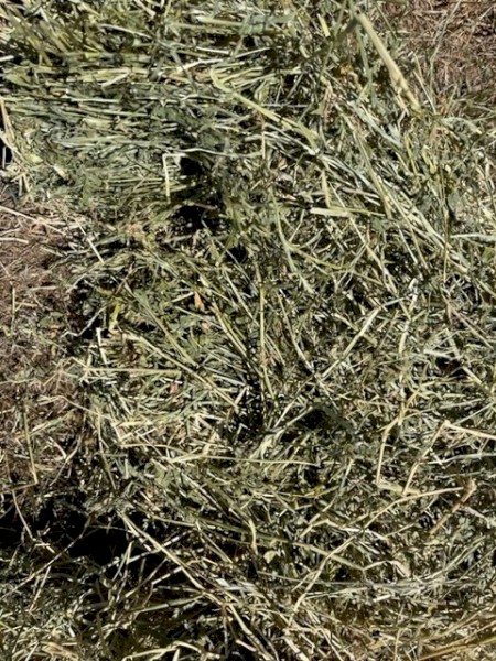 Lucerne Rye Grass Hay In Small Squares Farm Tender