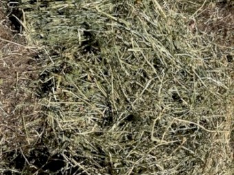 Lucerne / Rye Grass Hay in Small Squares