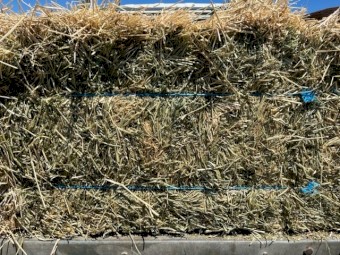 Lucerne / Rye Grass Hay in Small Squares