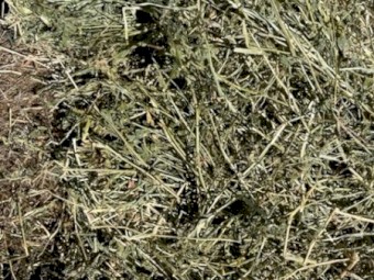 Lucerne / Rye Grass Hay in Small Squares
