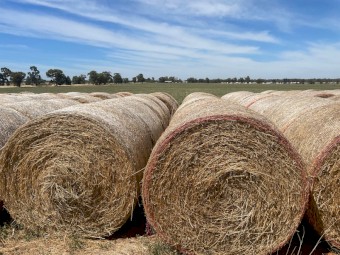 Lucerne, Clover & Tall Fescue mix pasture Hay 