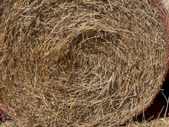 Lucerne, Clover & Tall Fescue mix pasture Hay 