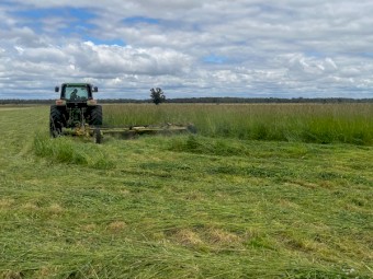 Lucerne, Clover & Tall Fescue mix pasture Hay 